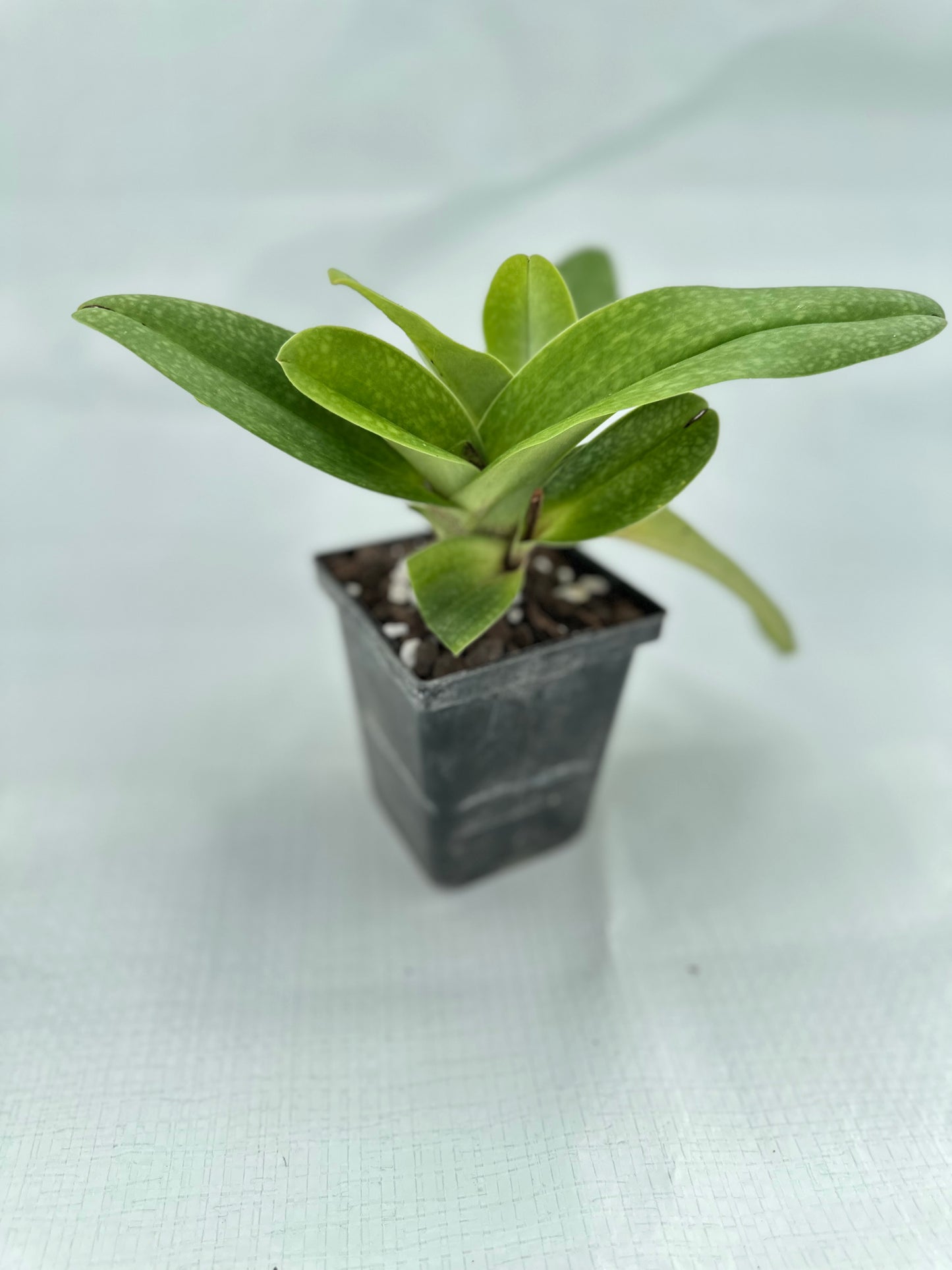 Paphiopedilum Great Expectations 'Promise' HCC/AOS