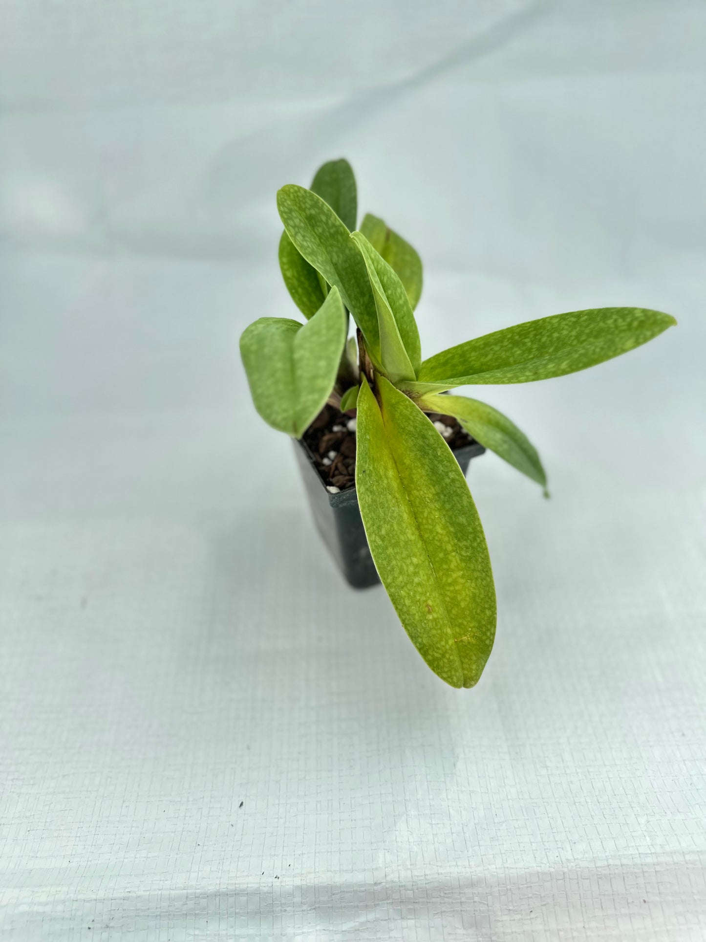 Paphiopedilum Great Expectations 'Promise' HCC/AOS