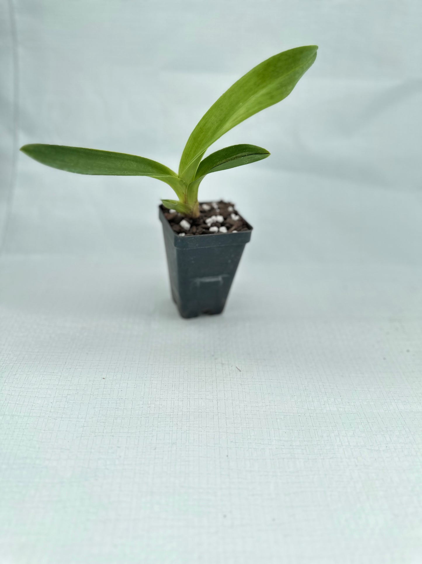 Paphiopedilum Hellas 'La Buena Tierra Sunset'