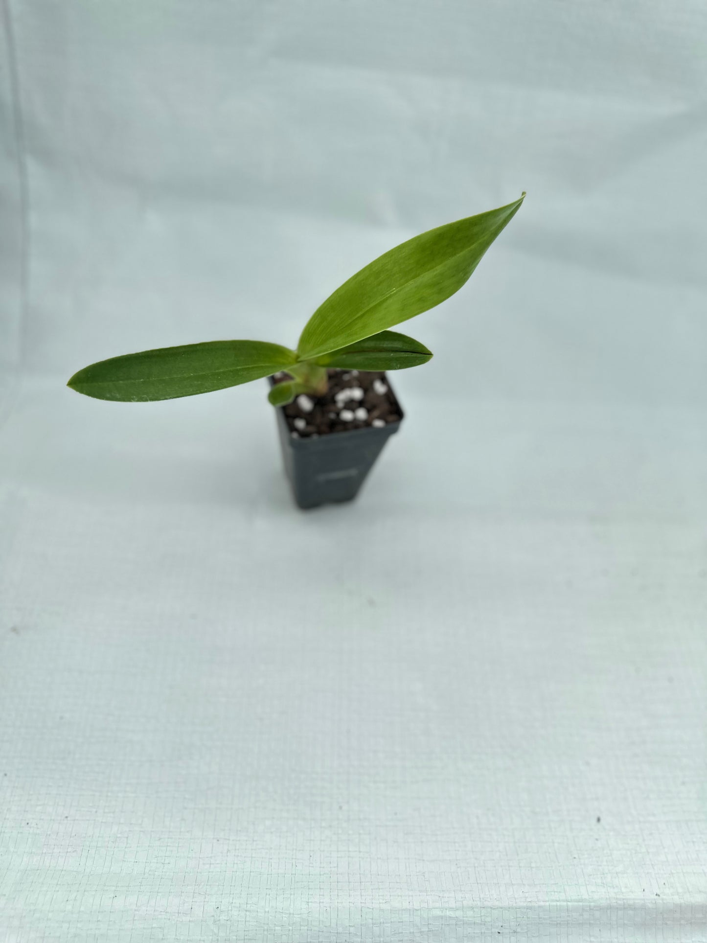 Paphiopedilum Hellas 'La Buena Tierra Sunset'
