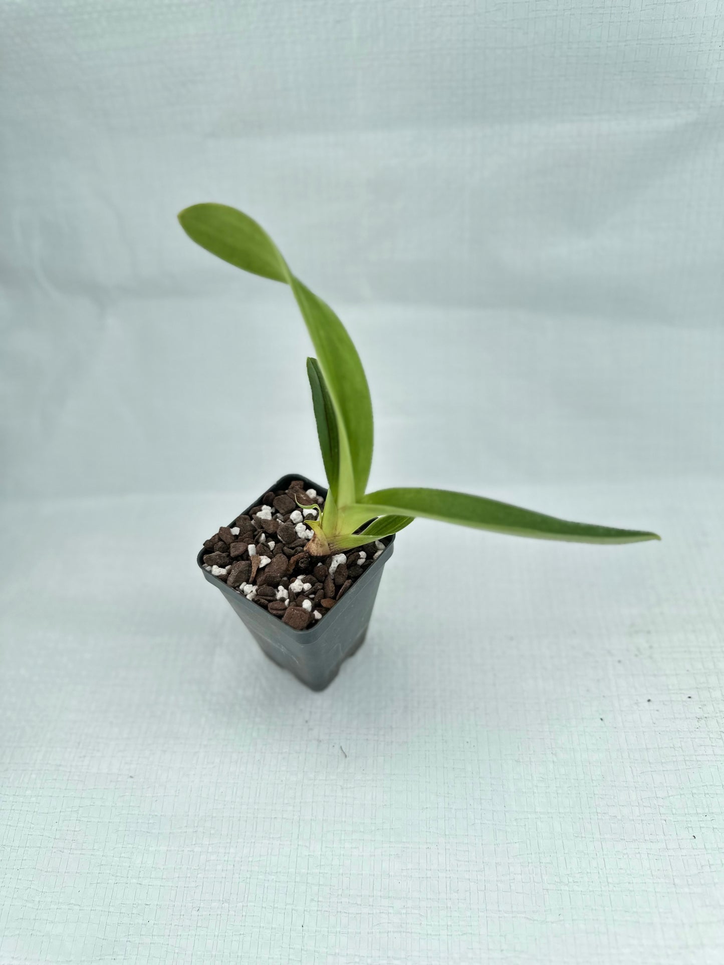 Paphiopedilum Hellas 'La Buena Tierra Sunset'