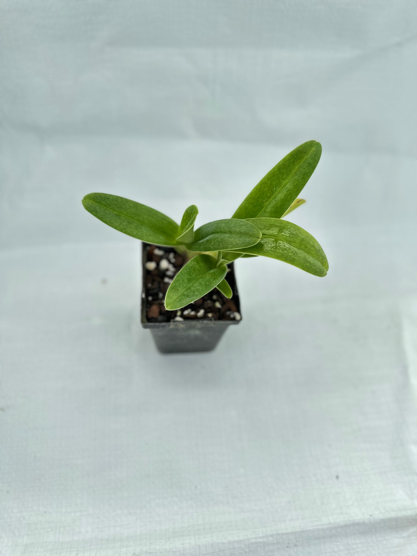 Paphiopedilum Huddle 'Pink Ivory'