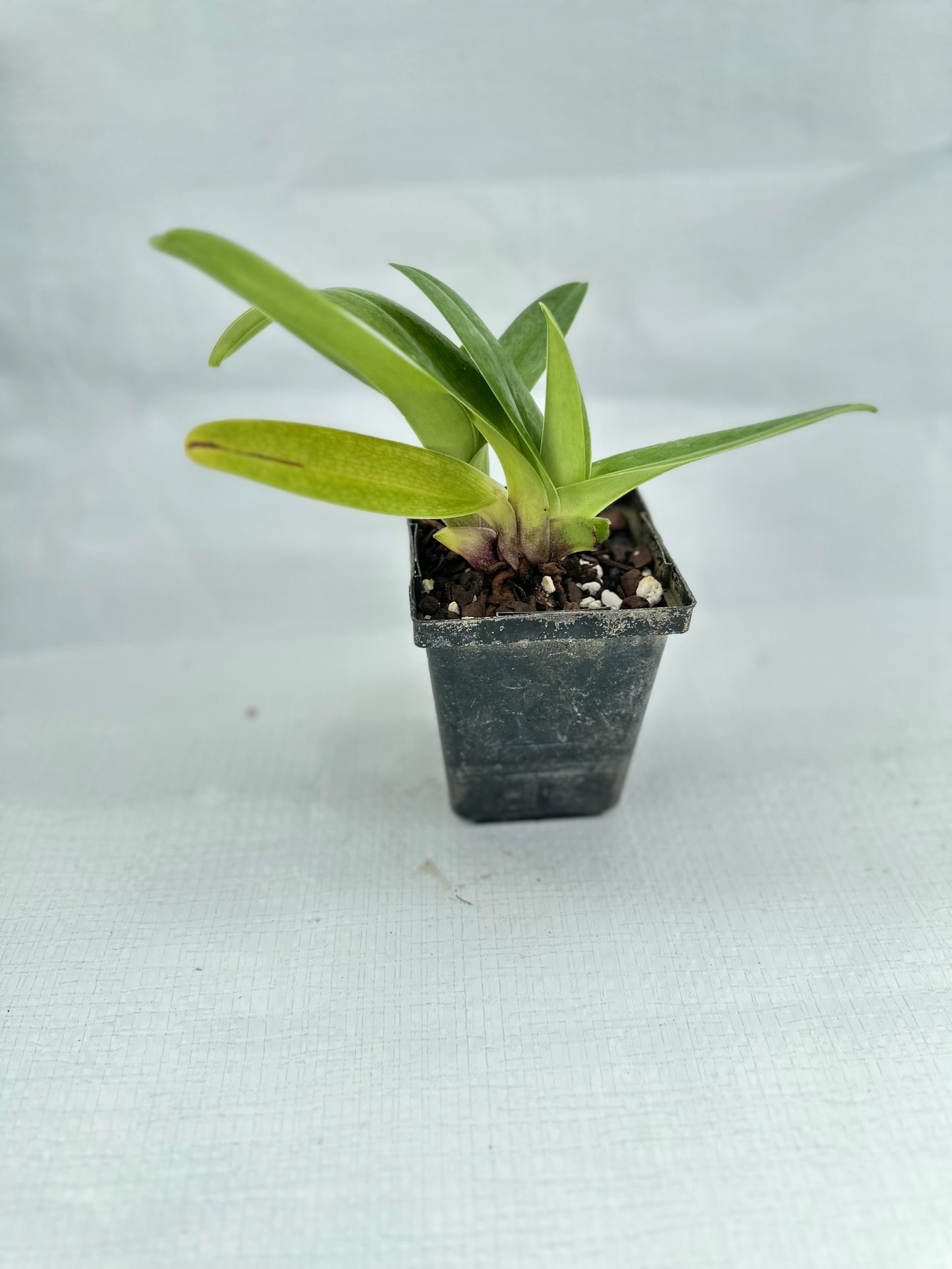 Paphiopedilum Huddle 'Pink Ivory'