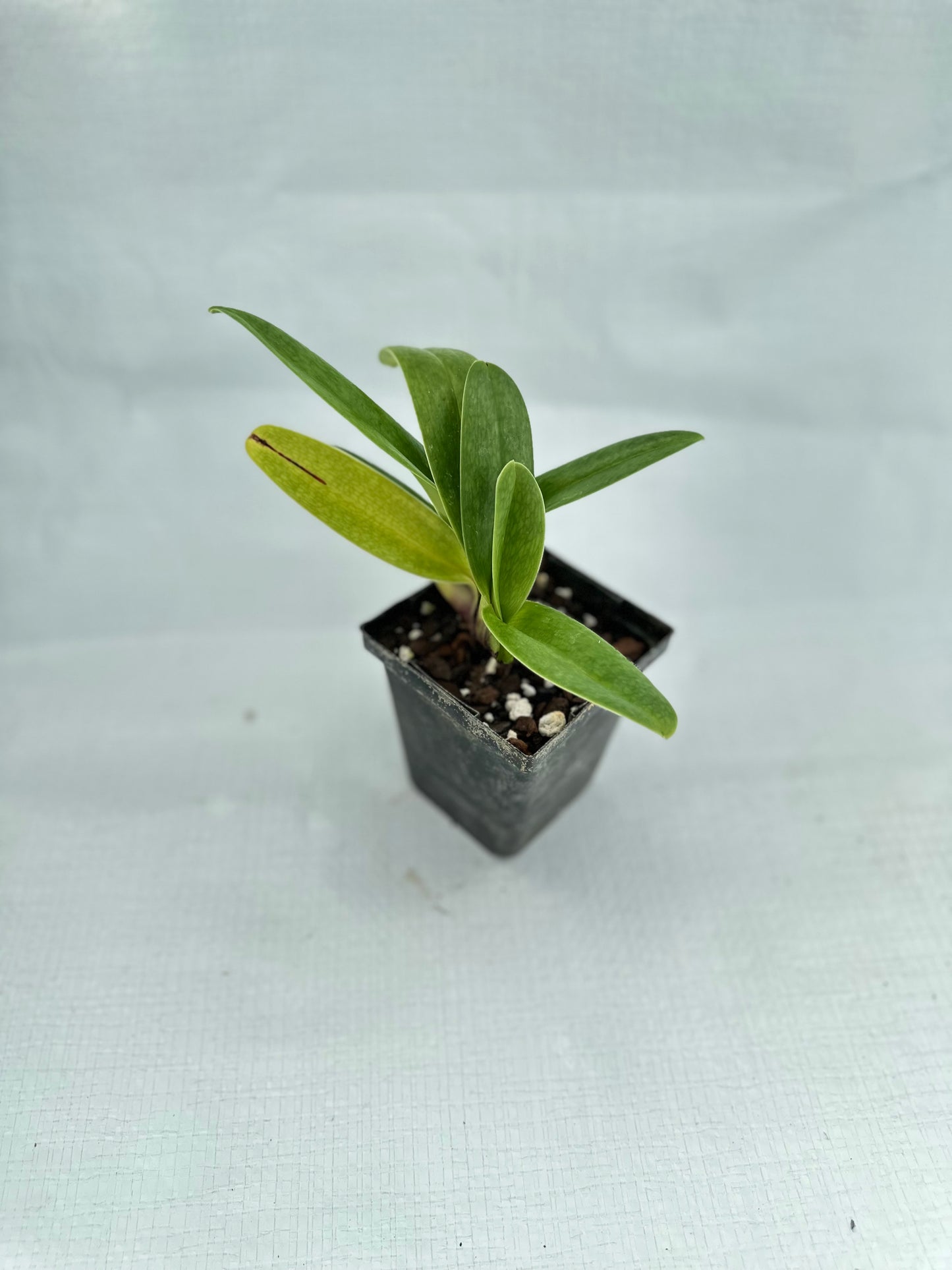 Paphiopedilum Huddle 'Pink Ivory'