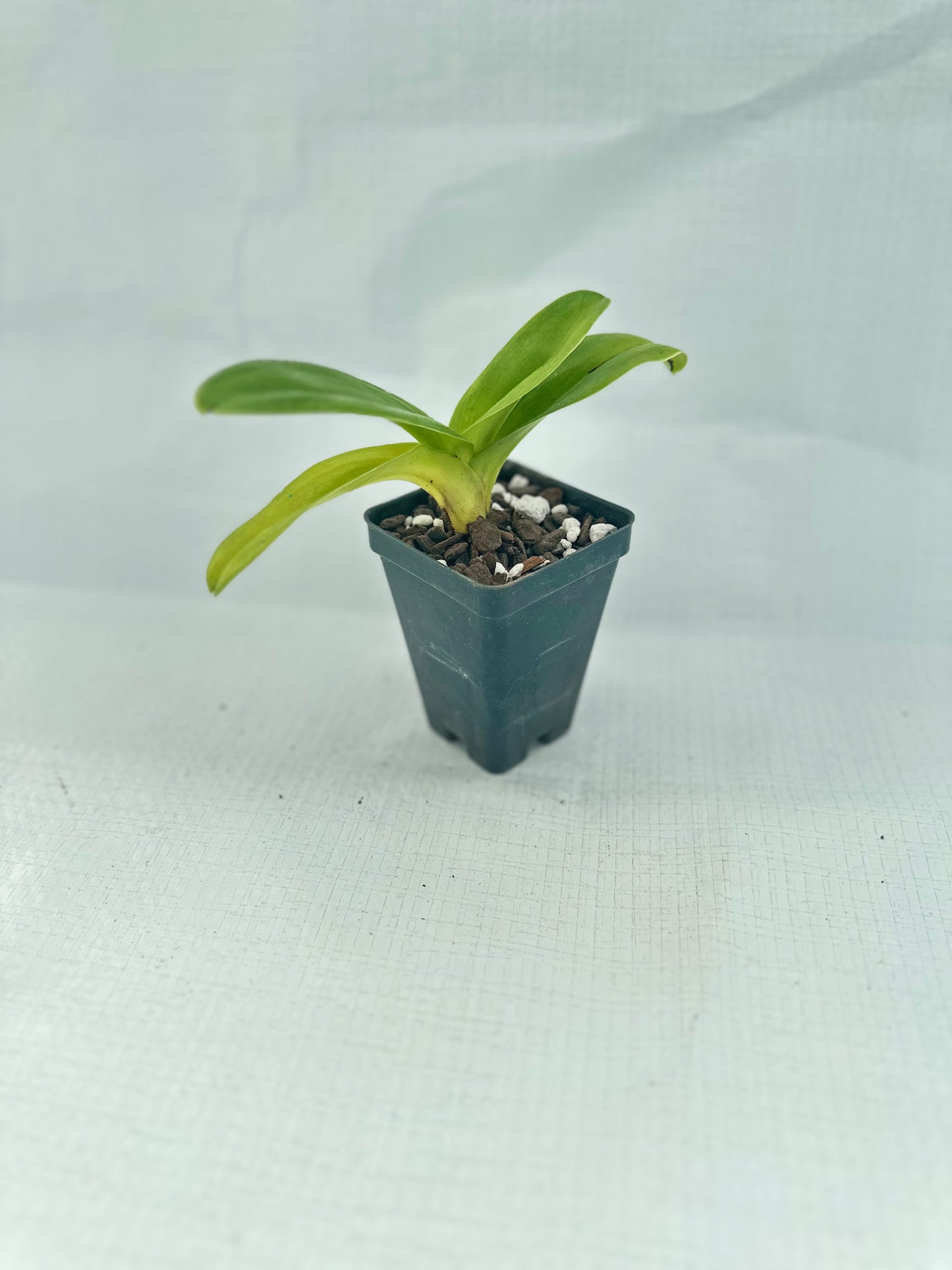Paphiopedilum InCharm Mystique 'Heiru'