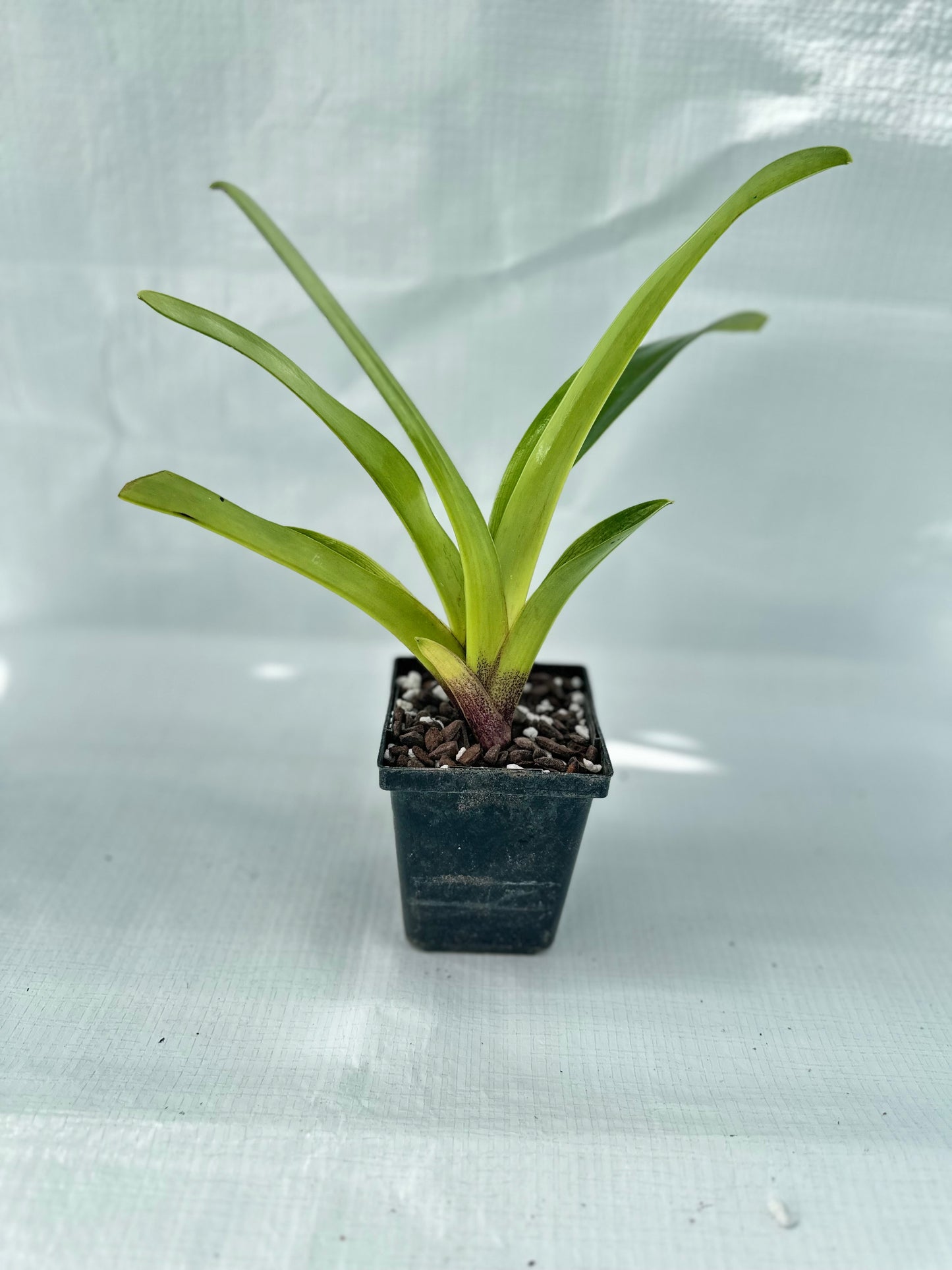 Paphiopedilum Mem. Jack Tonkin 'Marriott Spotted Galaxy' AM/AOS