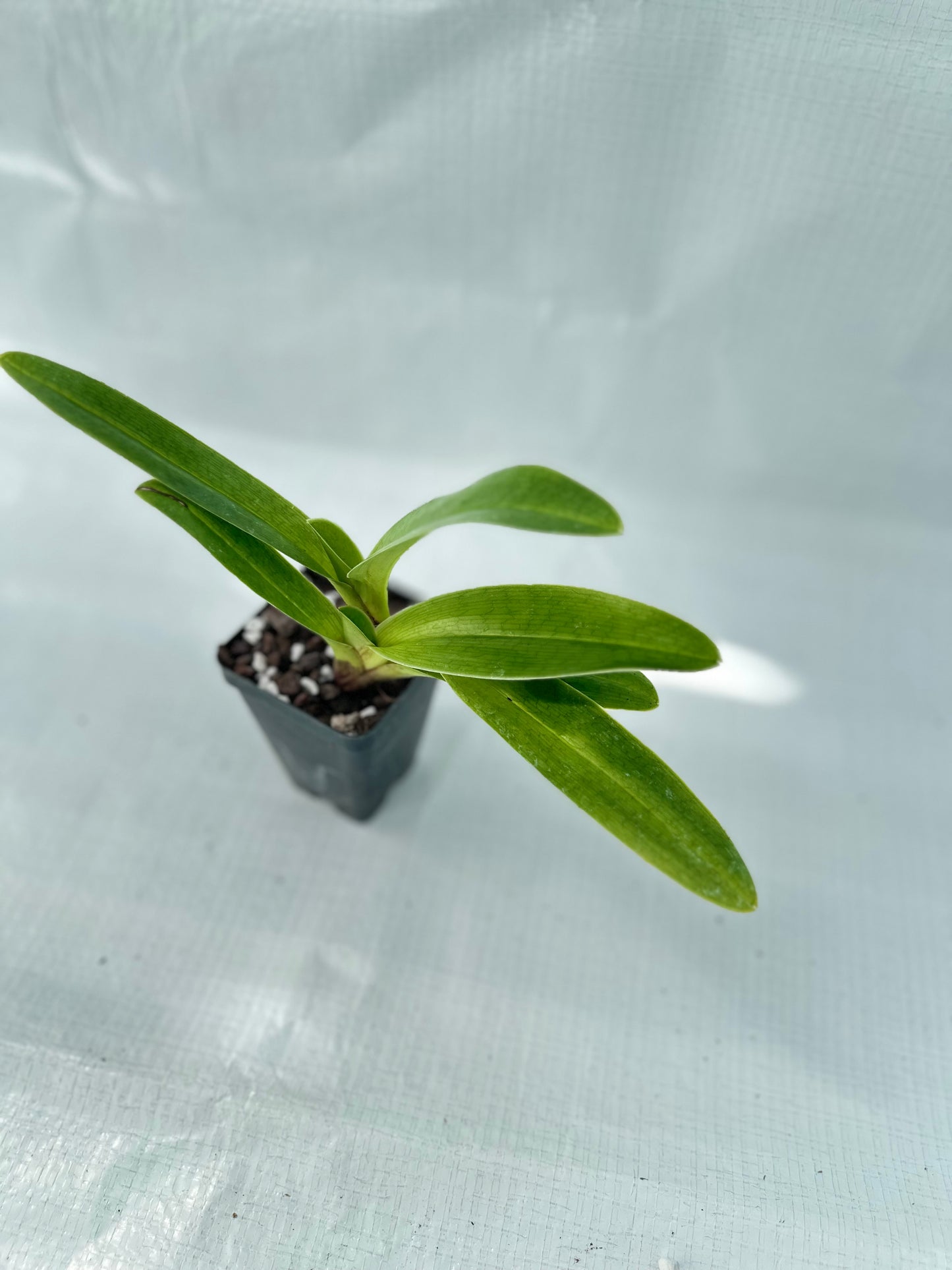 Paphiopedilum Mem. Jack Tonkin 'Marriott Spotted Galaxy' AM/AOS