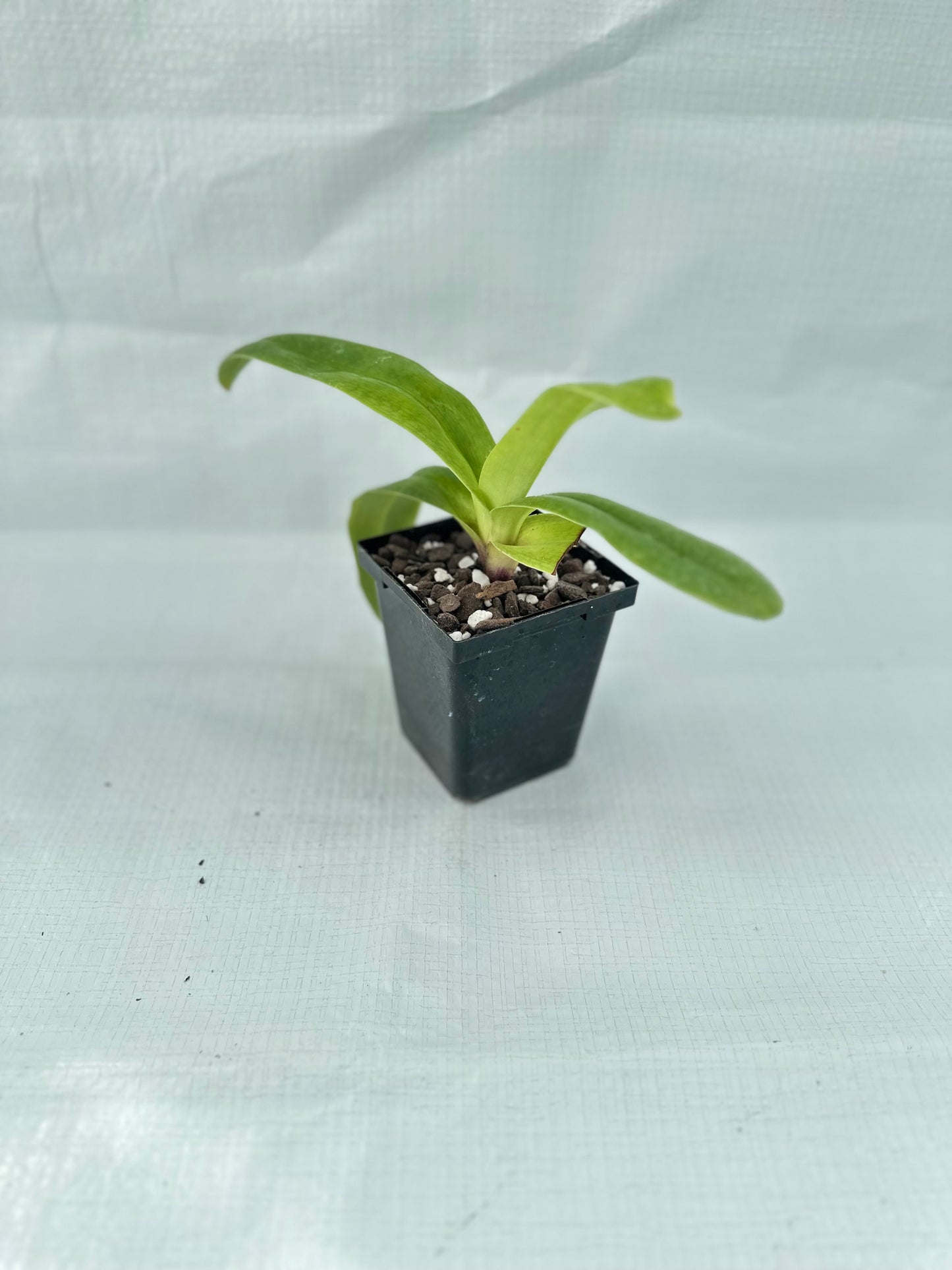 Paphiopedilum Pink Paradise 'Pretty in Pink'
