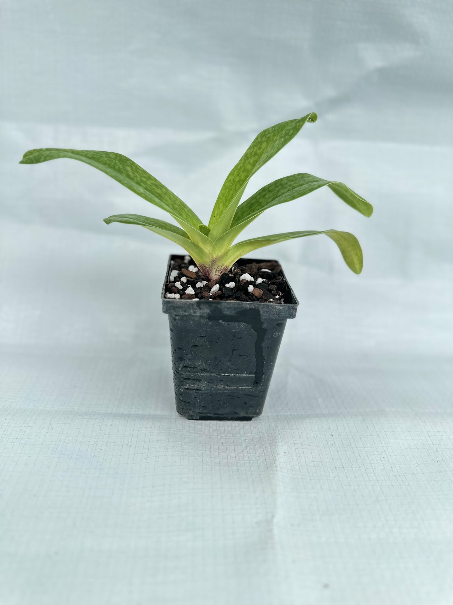 Paphiopedilum Victoria's Song 'Pastel Light' CCE/AOS