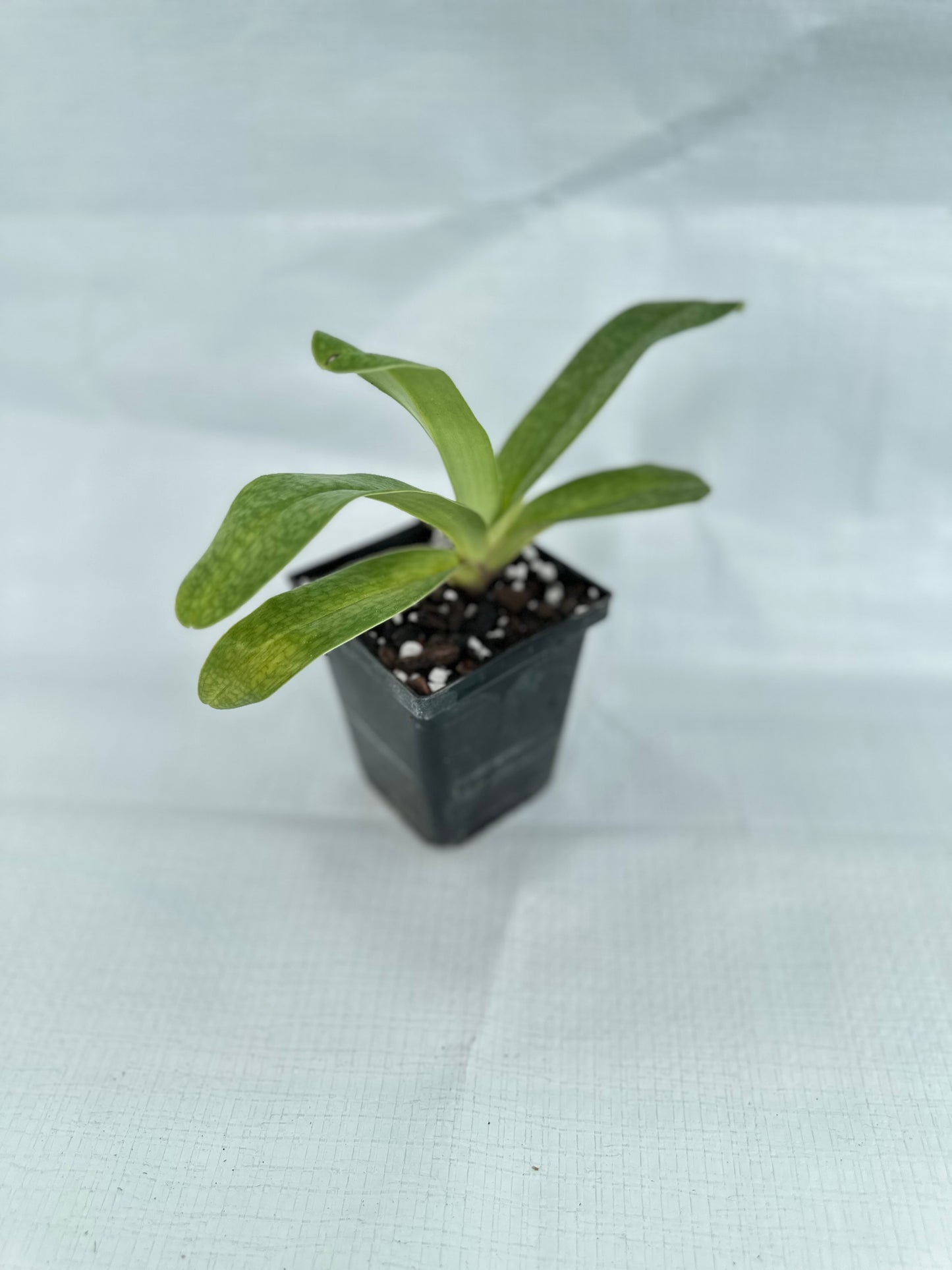 Paphiopedilum Victoria's Song 'Pastel Light' CCE/AOS