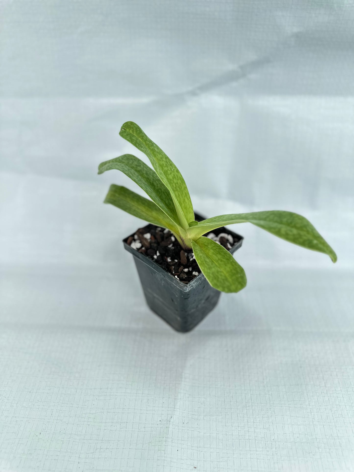 Paphiopedilum Victoria's Song 'Pastel Light' CCE/AOS