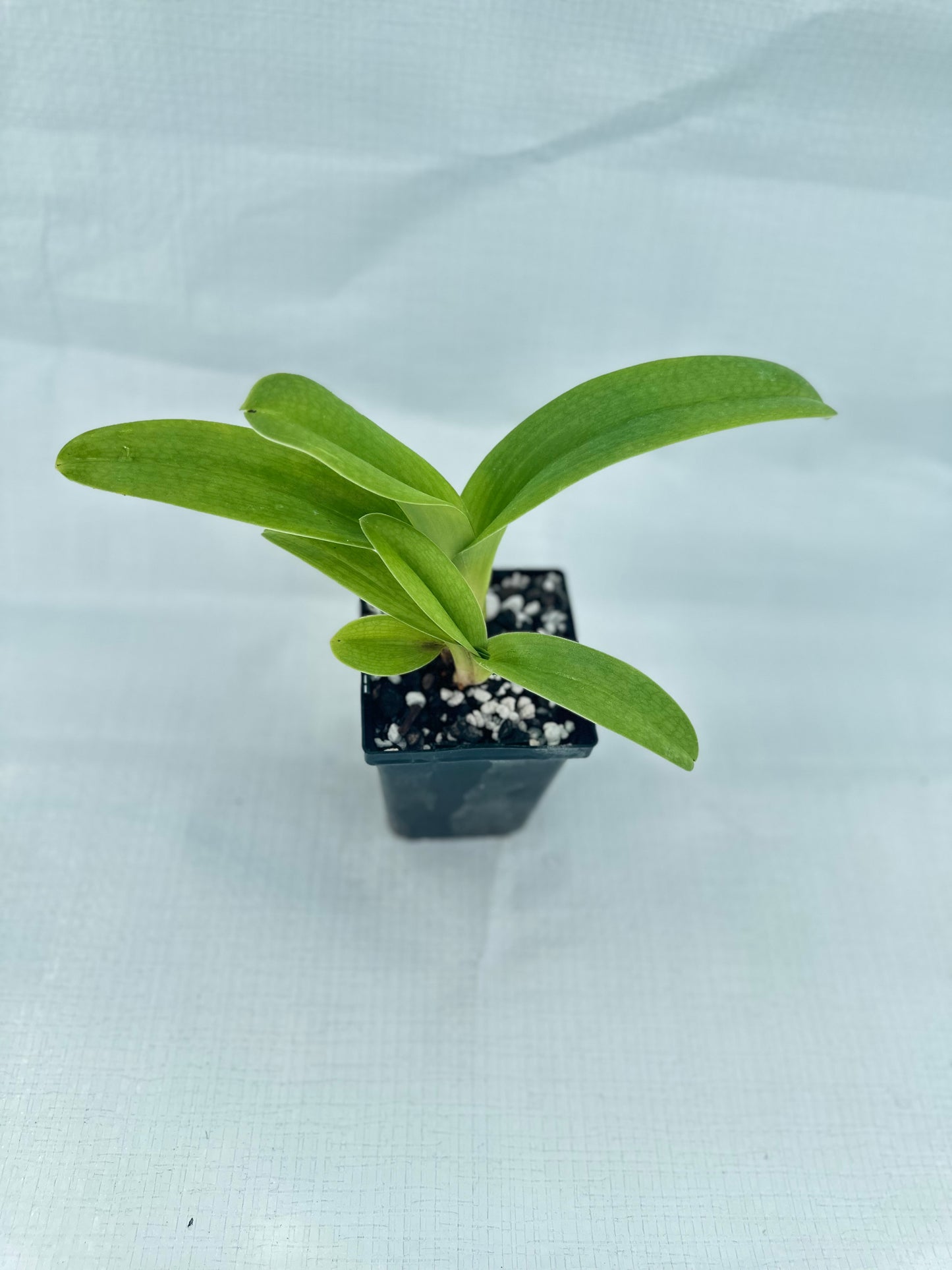 Paphiopedilum Silver Elf 'First Love'