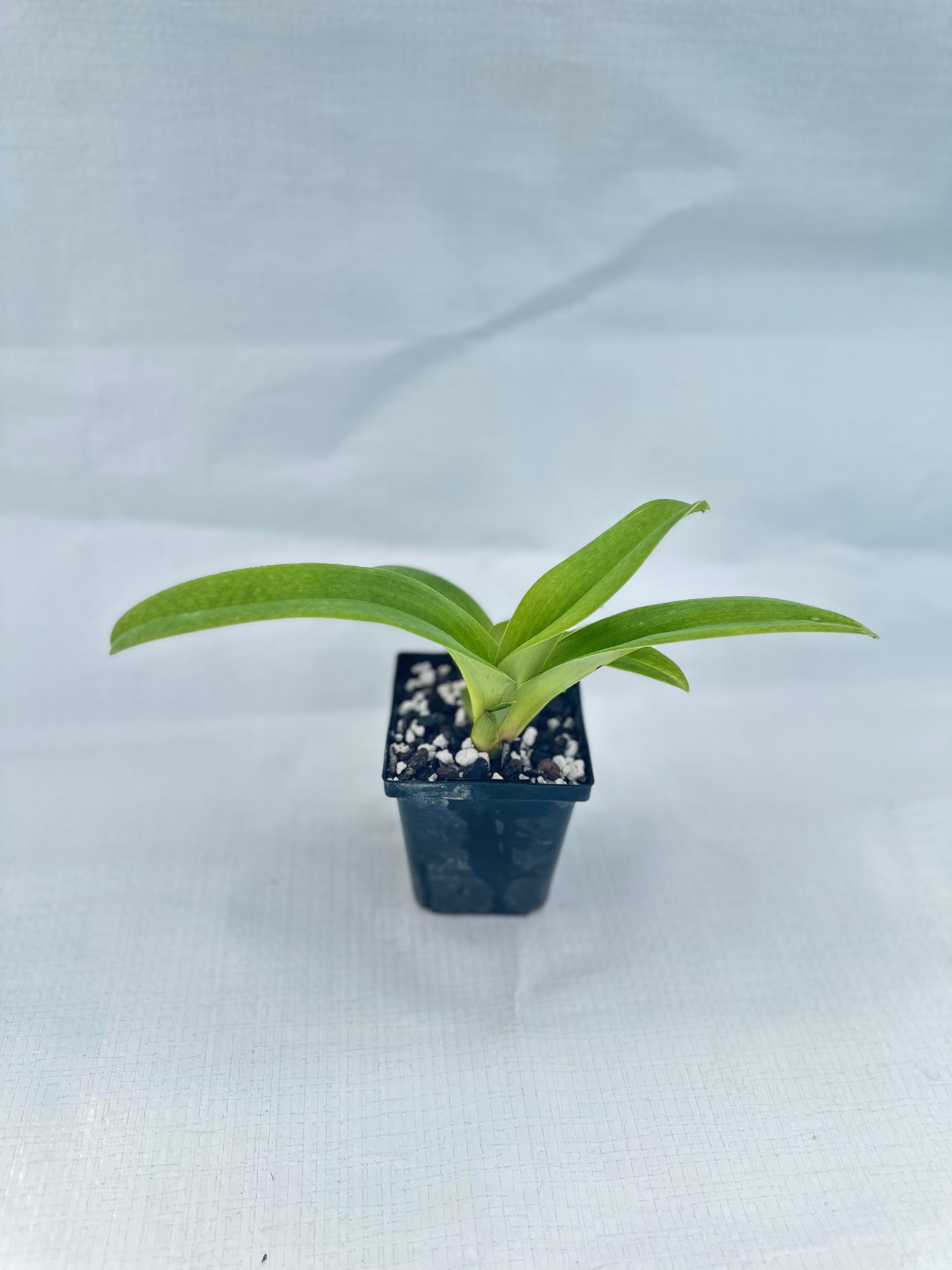 Paphiopedilum Silver Elf 'First Love'