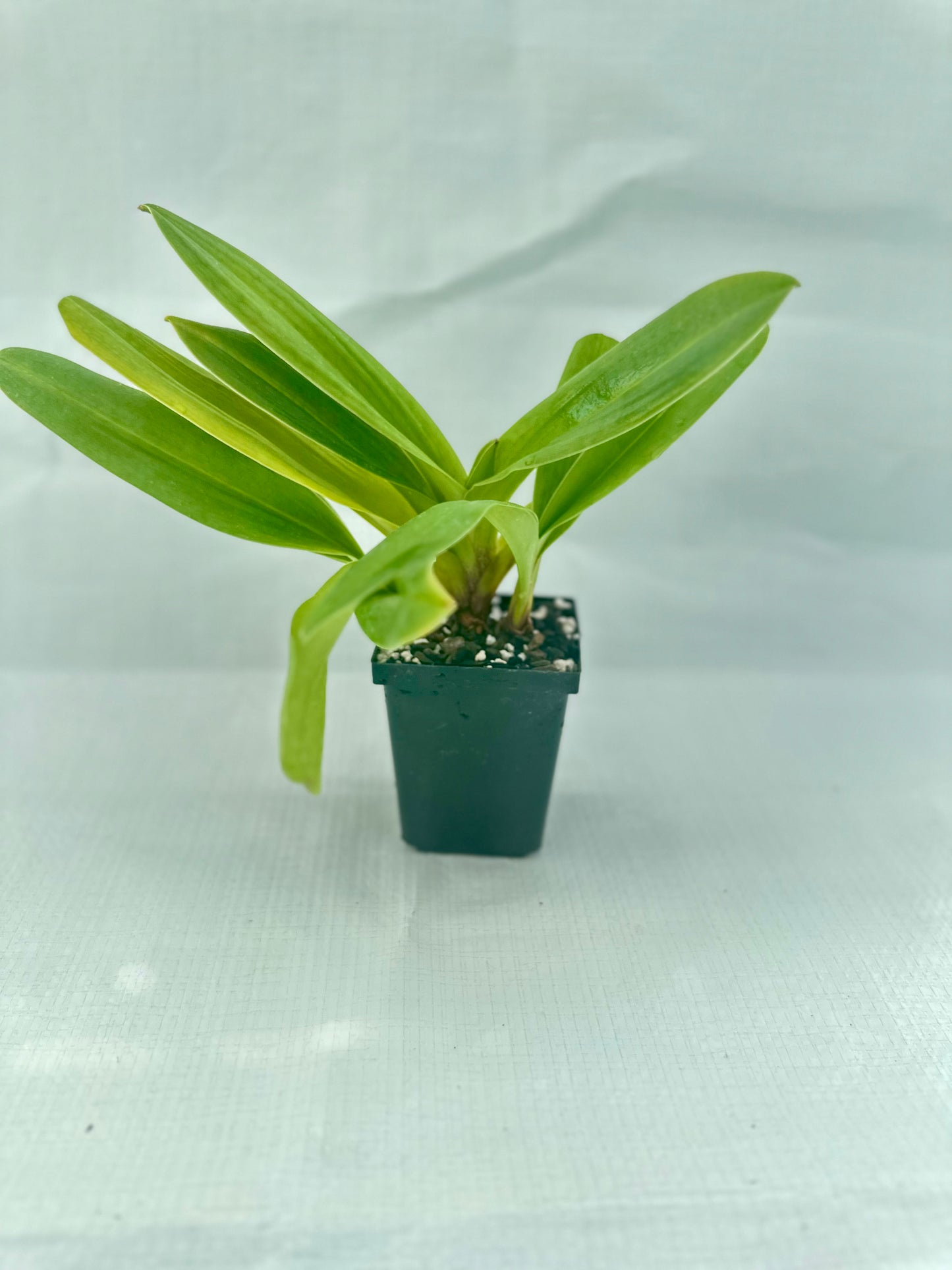 Paphiopedilum Peter Black Maybrook's Omega' AM/AOS. BM/CSA