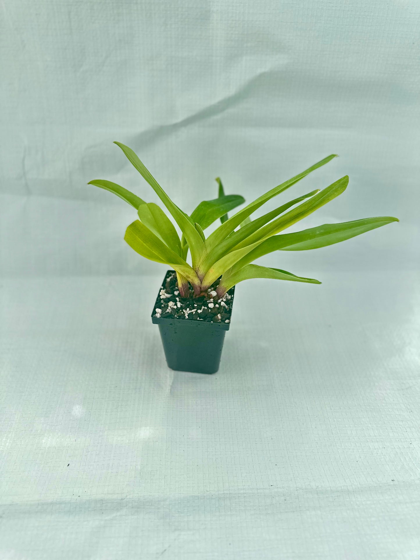 Paphiopedilum Peter Black Maybrook's Omega' AM/AOS. BM/CSA
