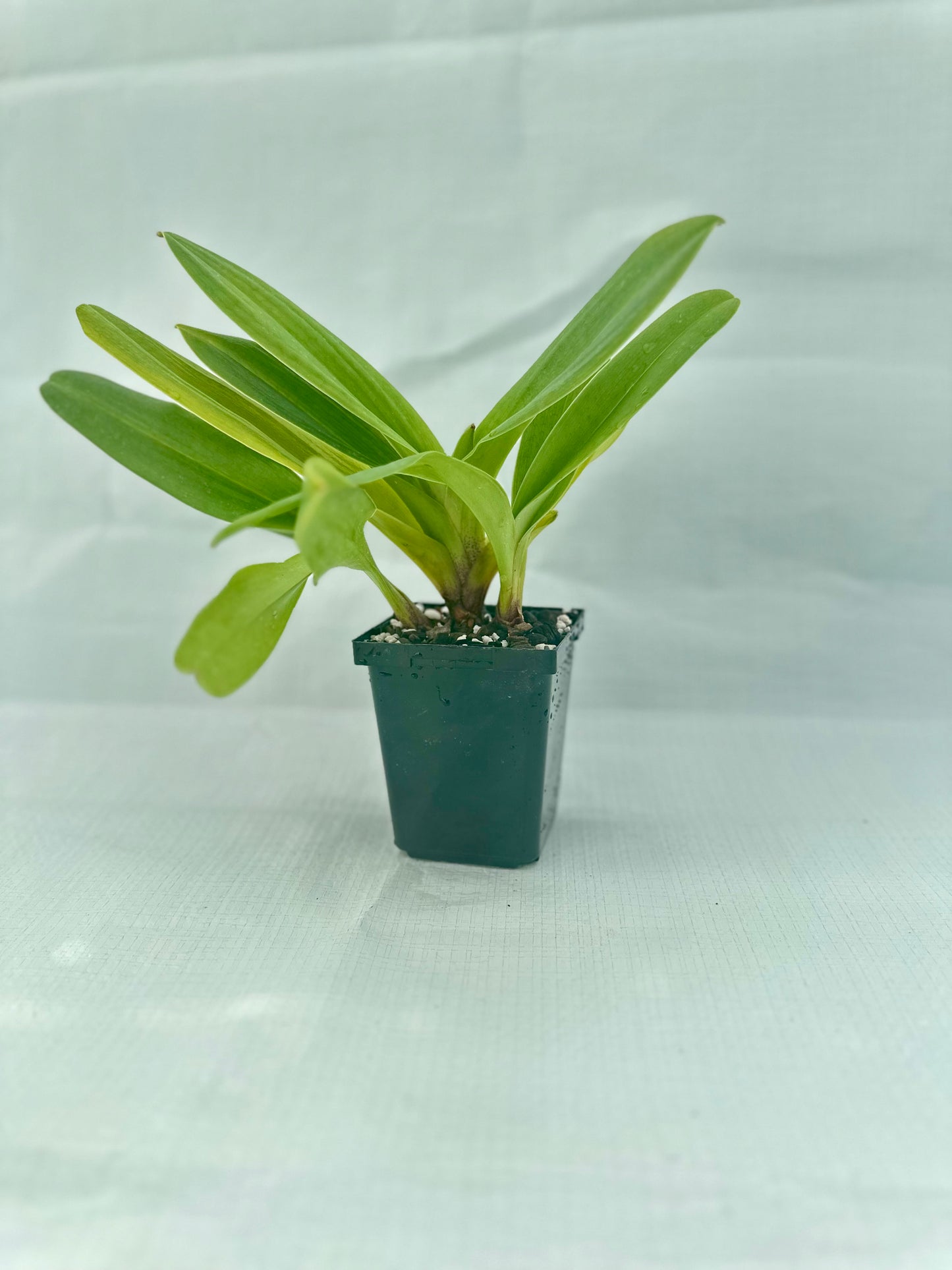 Paphiopedilum Peter Black Maybrook's Omega' AM/AOS. BM/CSA