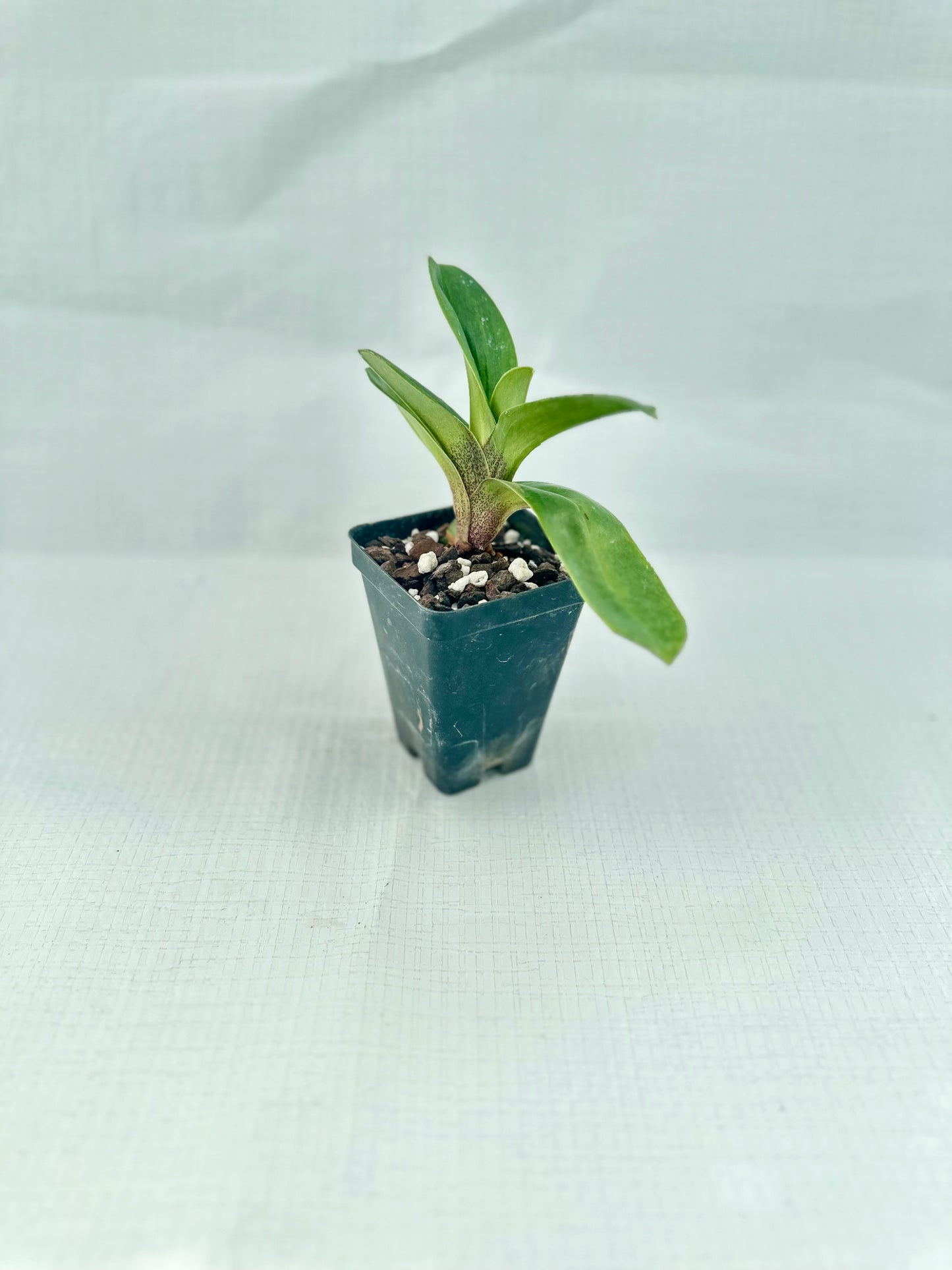 Paphiopedilum Porcelain Treasure 'Pink Perfection'