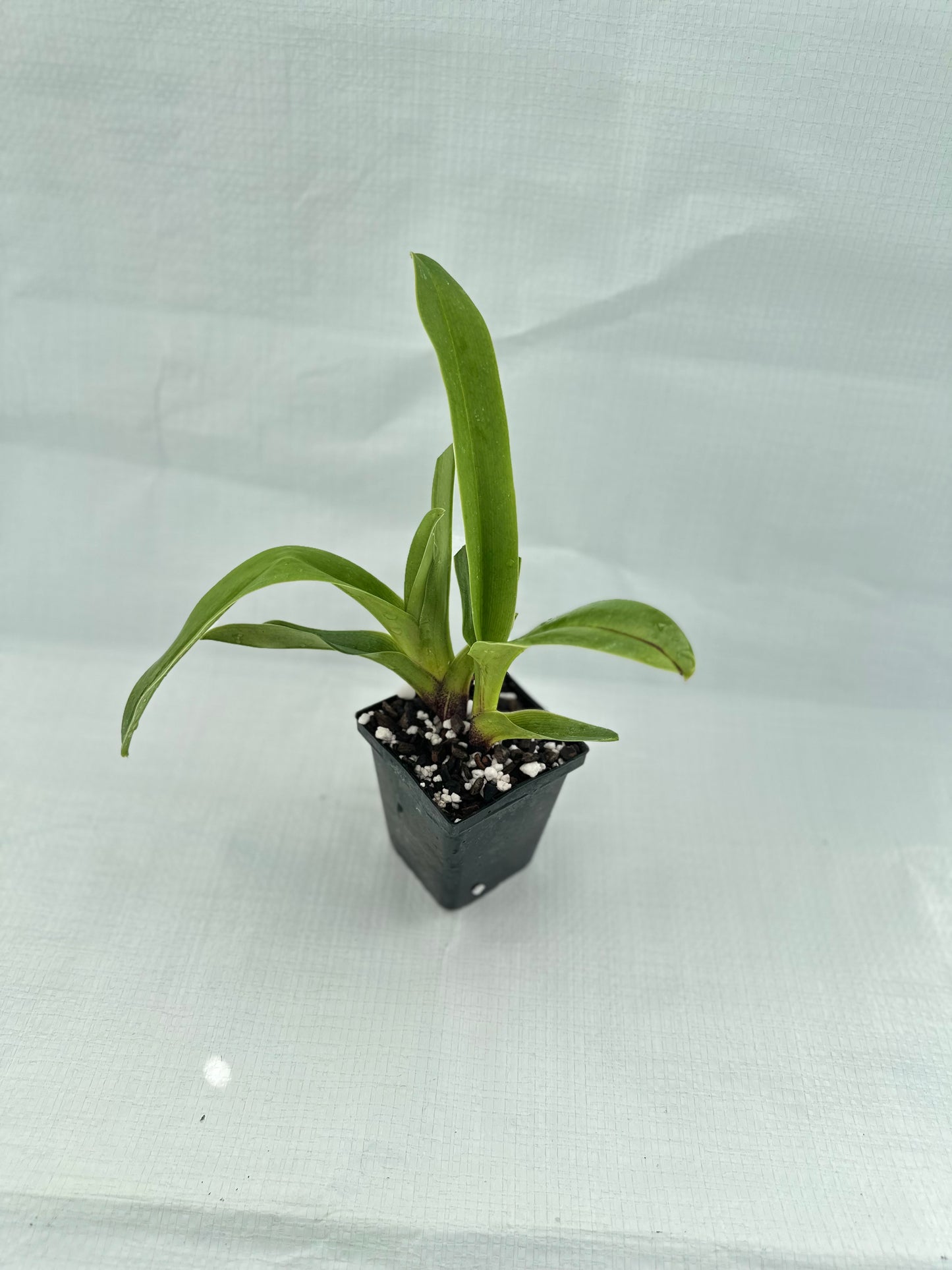 Paphiopedilum Rainmaker 'Red Galaxy' HCC/AOS
