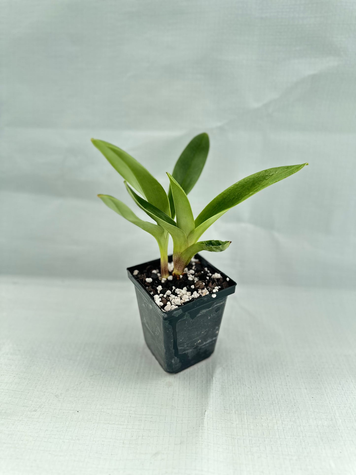 Paphiopedilum Via Muchos Ninos 'Full Moon' HCC