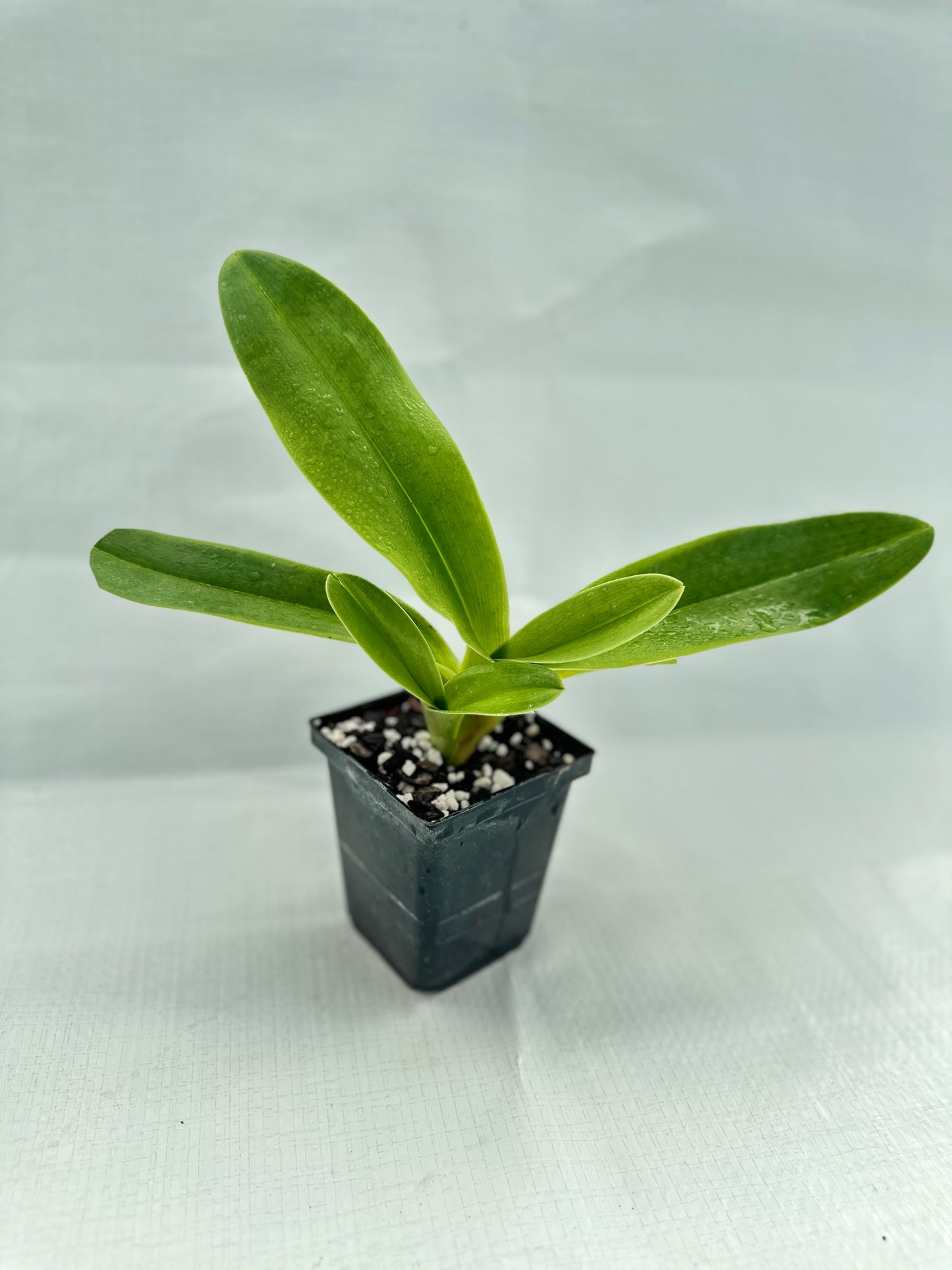 Paphiopedilum Via Vulcan Verde 'Petticoat' B/CSA