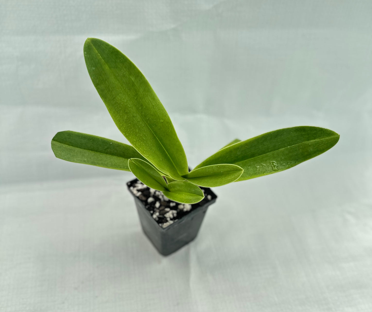 Paphiopedilum Via Vulcan Verde 'Petticoat' B/CSA