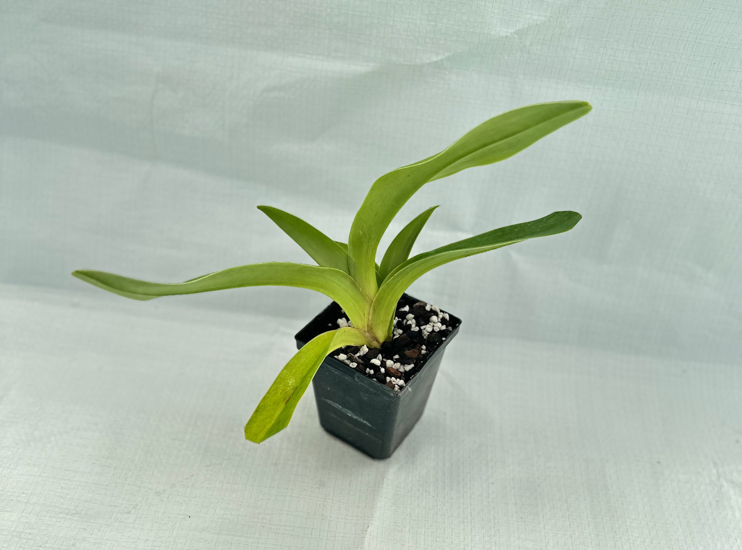 Paphiopedilum Via Vulcan Verde 'Petticoat' B/CSA