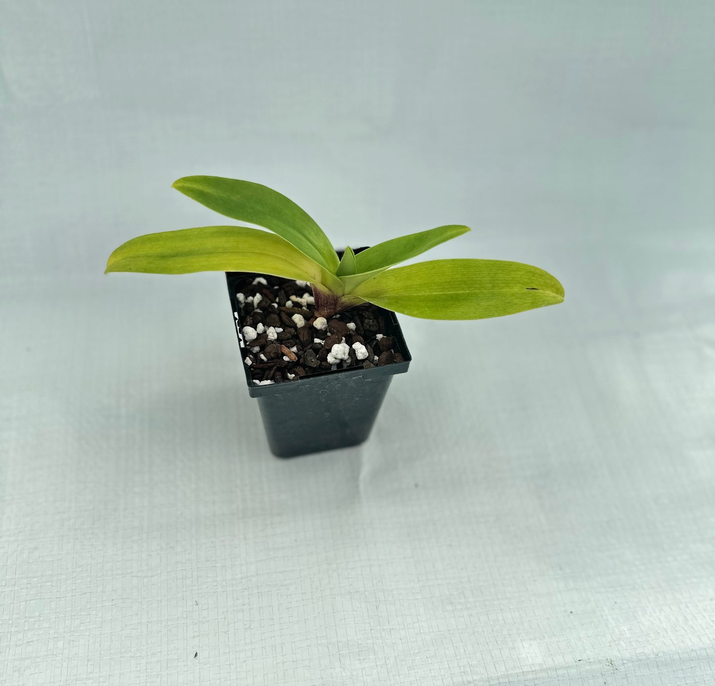 Paphiopedilum Magic Glacier 'Moon Maiden' HCC/AOS
