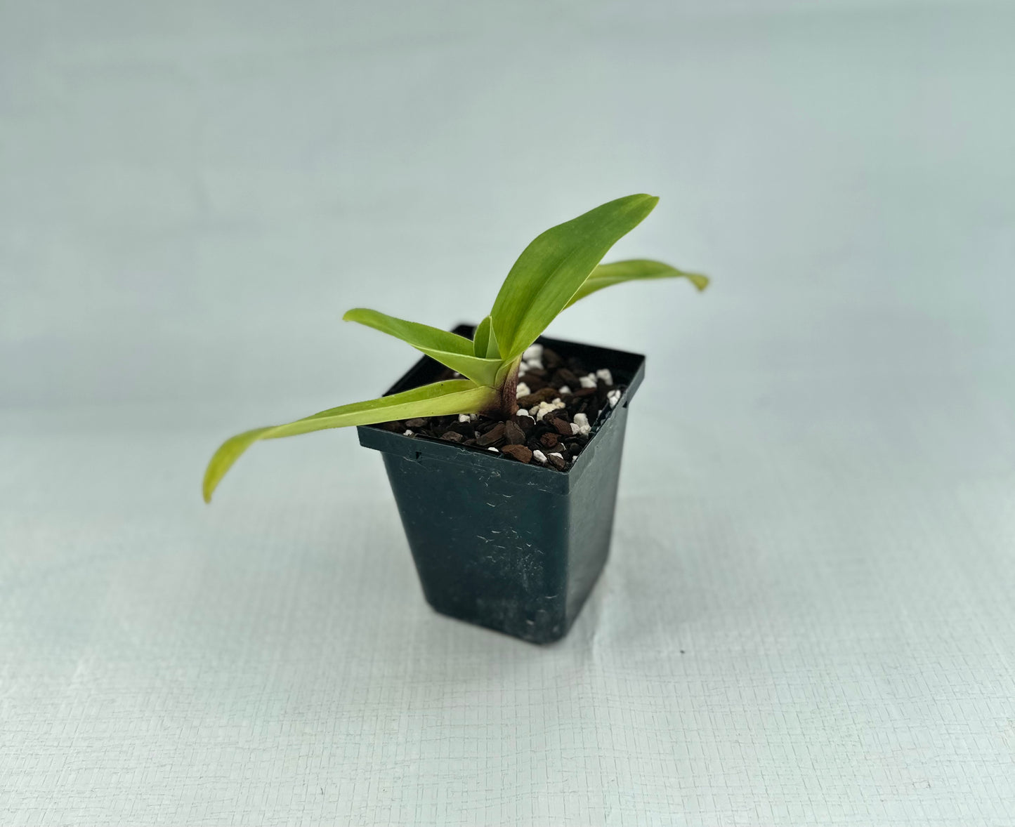 Paphiopedilum Magic Glacier 'Moon Maiden' HCC/AOS