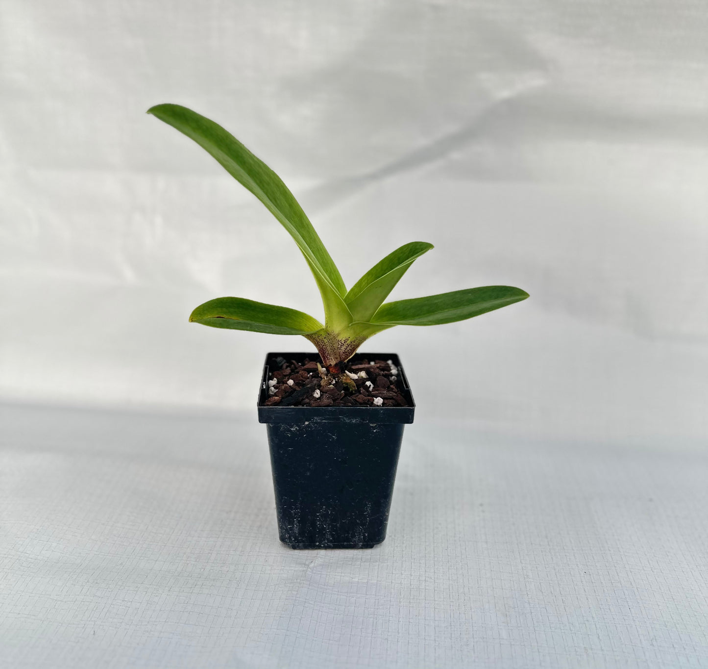 Paphiopedilum Incan Treasure 'Quintessence'