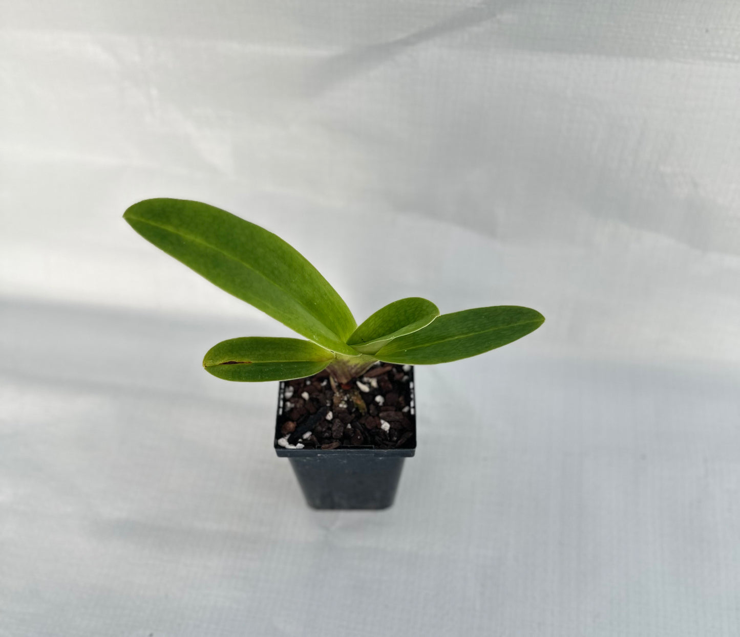 Paphiopedilum Incan Treasure 'Quintessence'