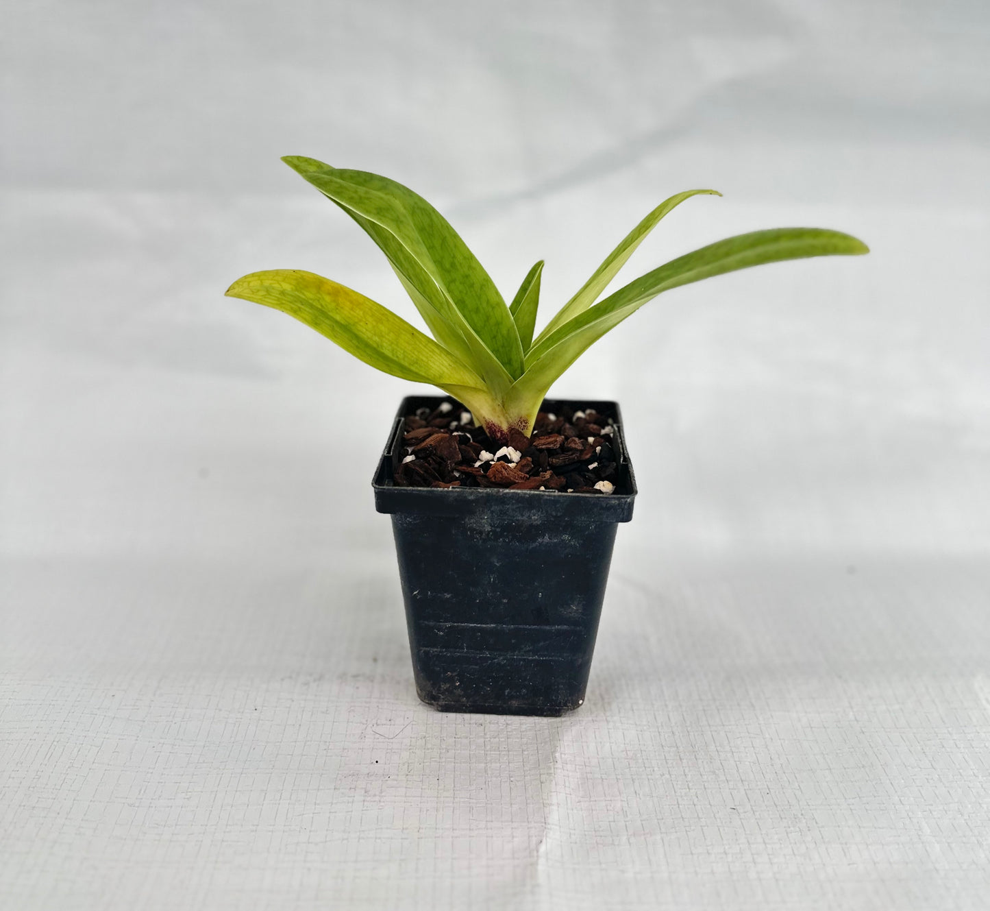 Paphiopedilum Startler	'Glace' AM/RHS
