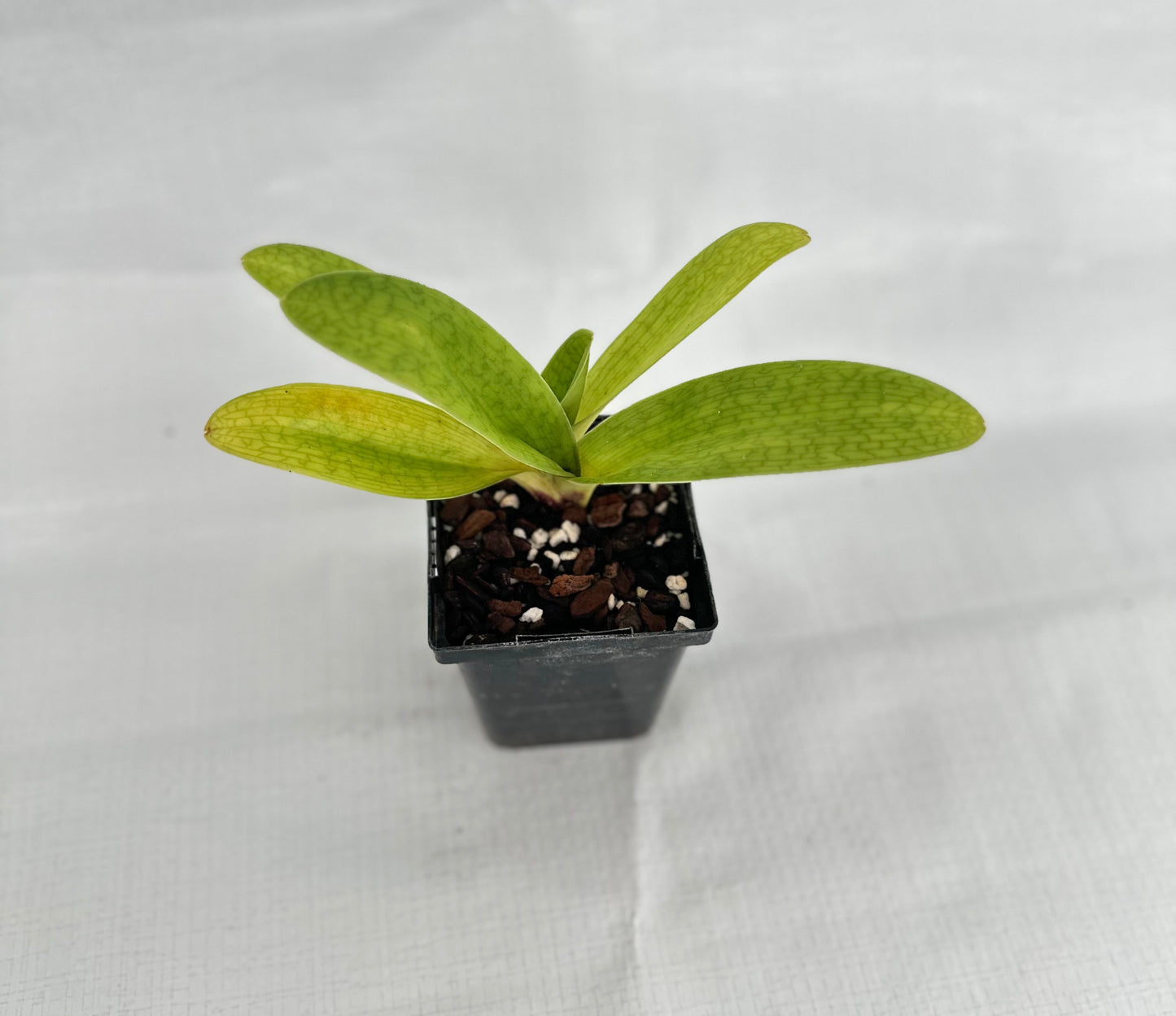 Paphiopedilum Startler	'Glace' AM/RHS
