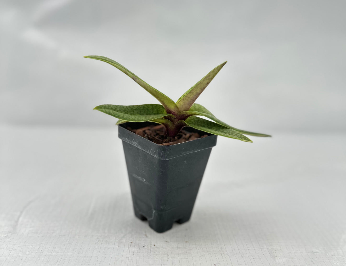 Paphiopedilum Grassauer Alice “A”