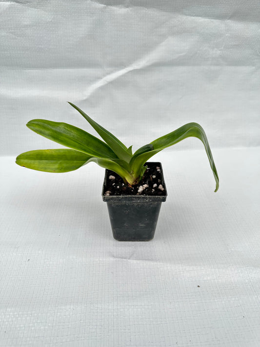 Paphiopedilum Engraved 'Green Glory' HCC/AOS