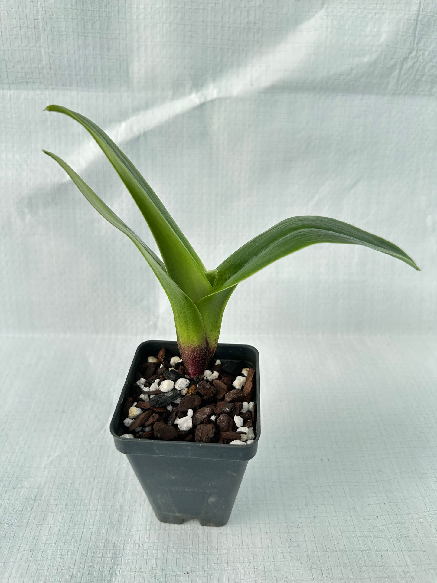 Paphiopedilum Amazon Warrior