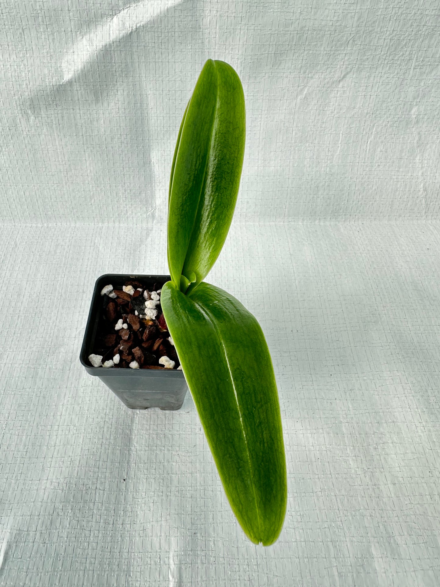 Paphiopedilum Amazon Warrior