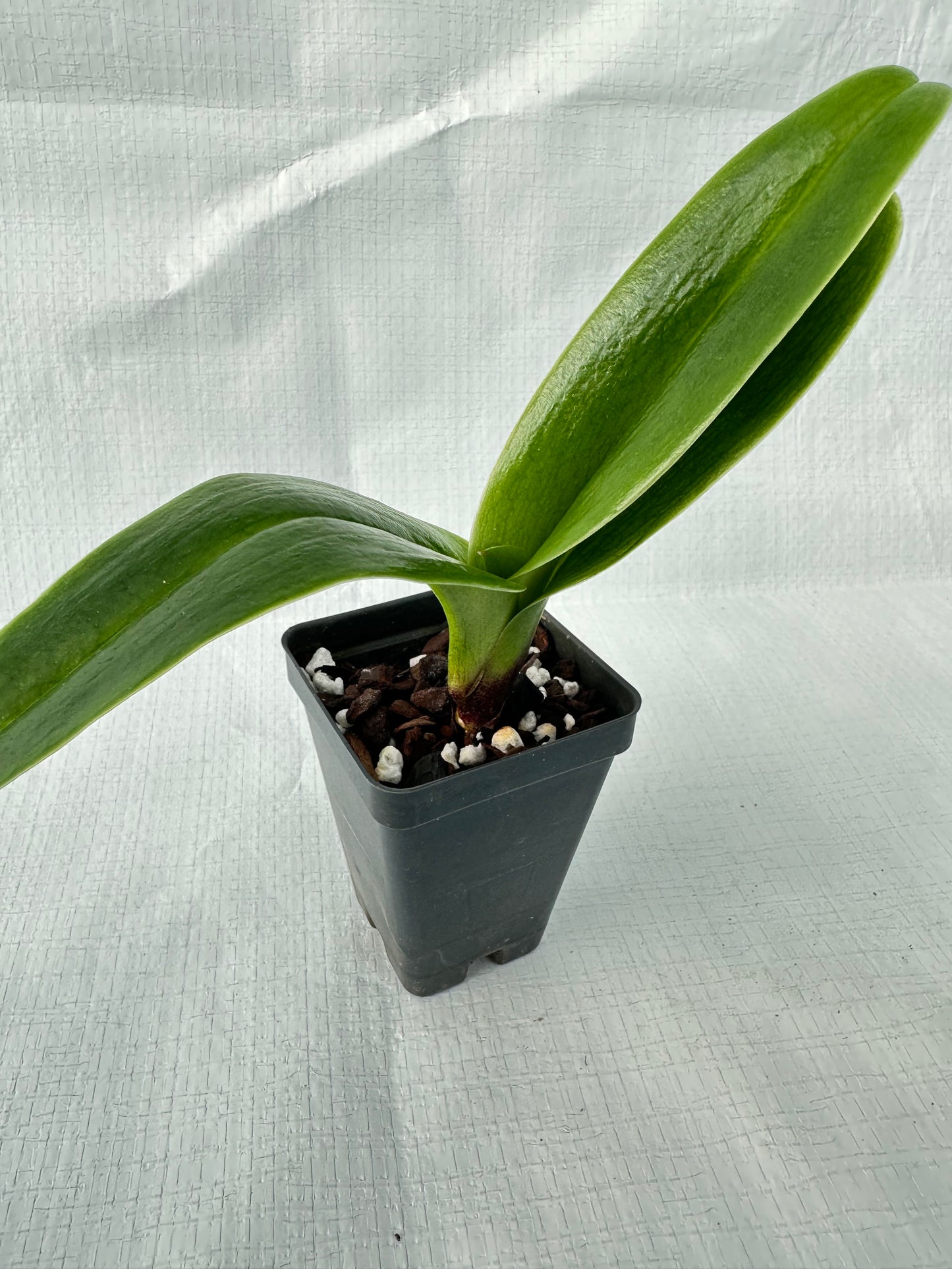 Paphiopedilum Amazon Warrior