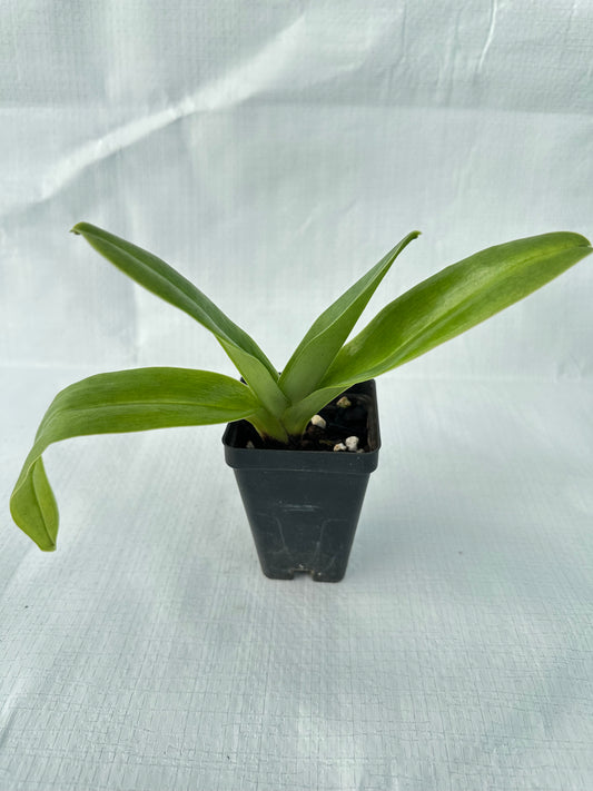 Paphiopedilum (Langley Pride x Grand Canyon) 'PA' x Sonia Pernar '#3' B/CSA