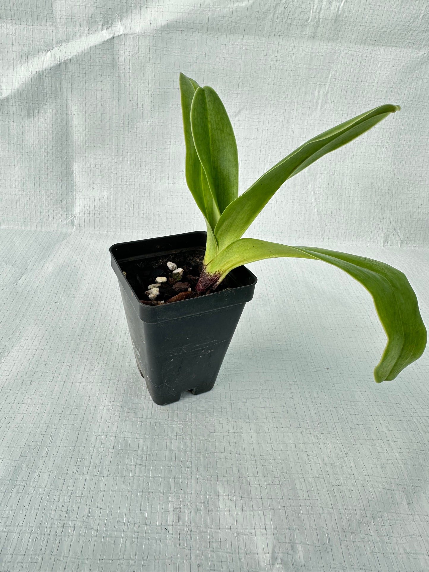 Paphiopedilum (Langley Pride x Grand Canyon) 'PA' x Sonia Pernar '#3' B/CSA