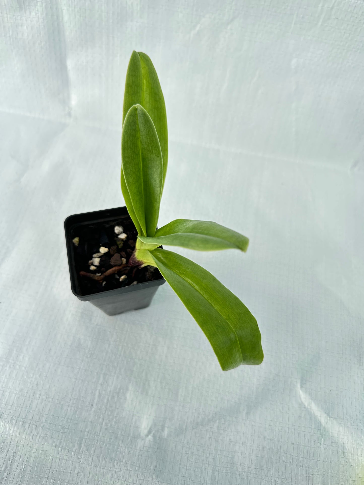 Paphiopedilum (Langley Pride x Grand Canyon) 'PA' x Sonia Pernar '#3' B/CSA