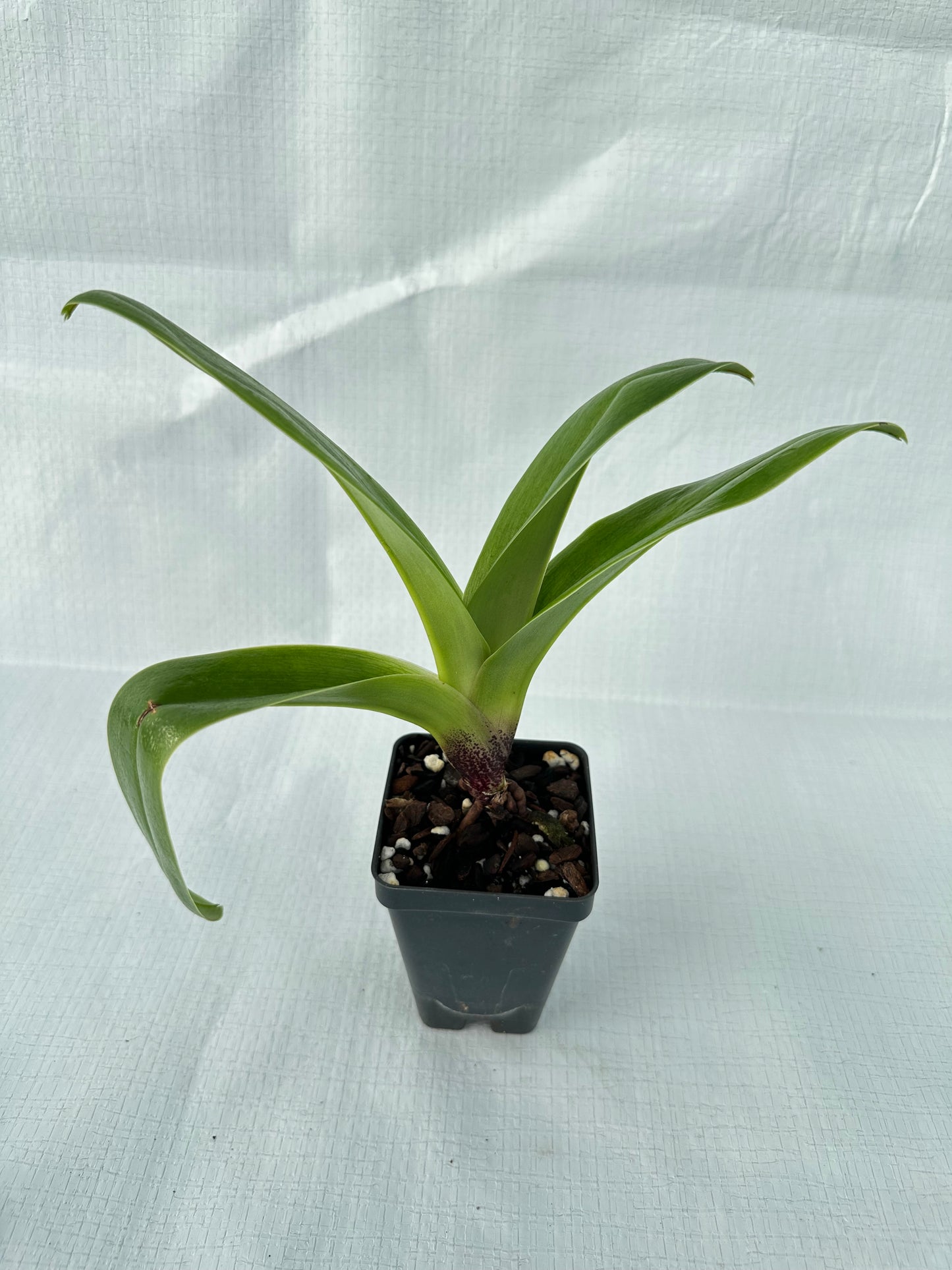 Paphiopedilum Next Generation 'Amazon King' x (Anna Szabo x Willowcrest) 'Red Moon'