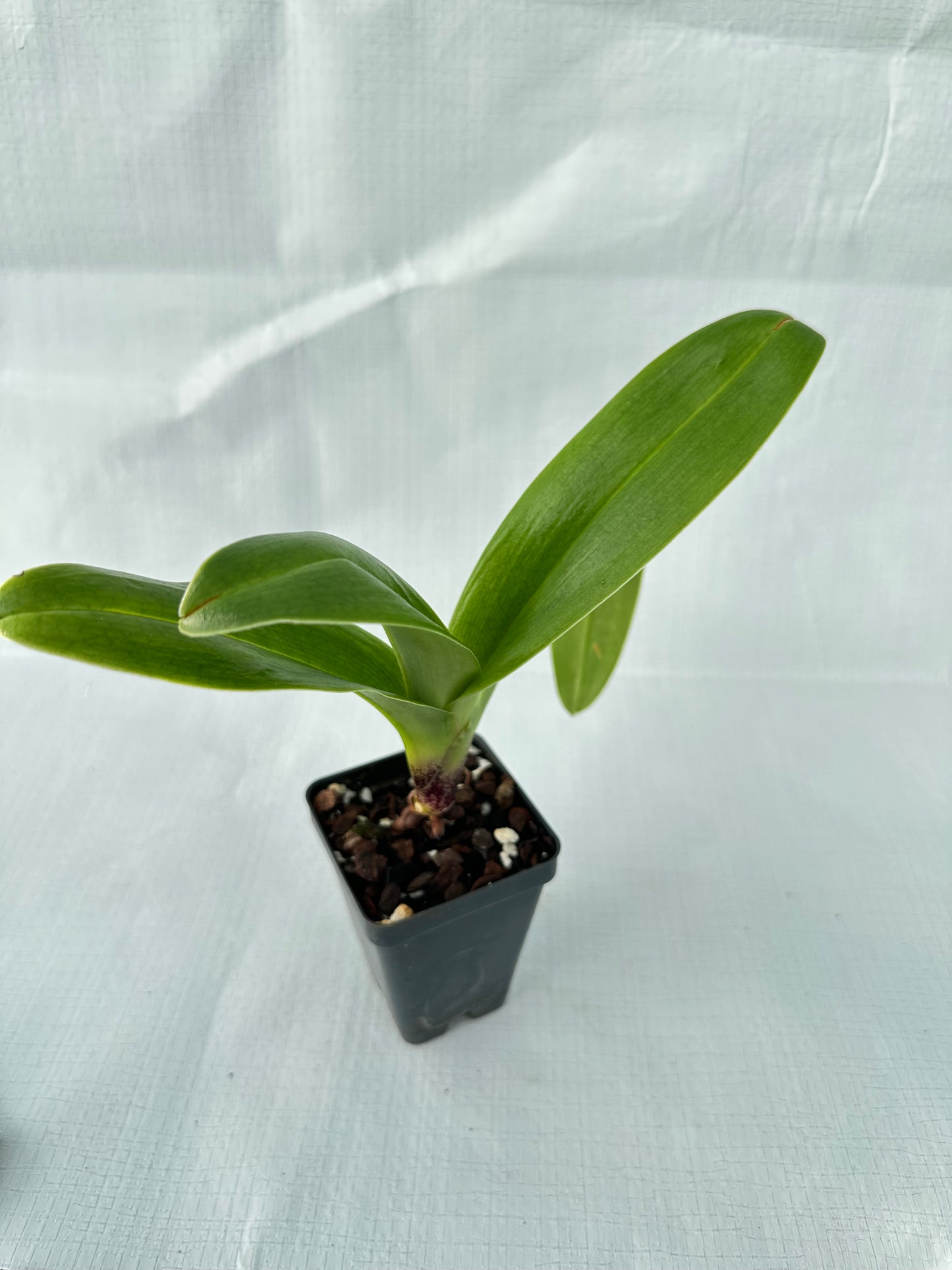 Paphiopedilum Next Generation 'Amazon King' x (Anna Szabo x Willowcrest) 'Red Moon'