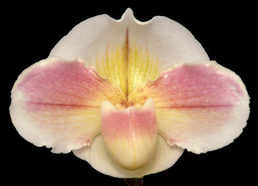 Paphiopedilum Legacy Moon 'Mammoth' x Porcelain Treasure 'Dream Girl' HCC