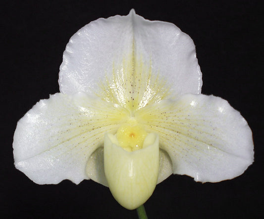 Paphiopedilum Luminance 'New World'