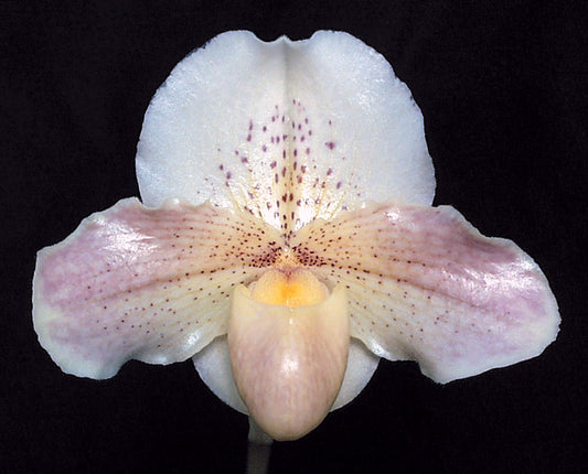 Paphiopedilum Lunacy 'Toby'