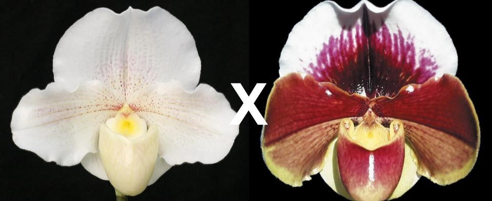 Paphiopedilum Lunacy 'Autumn Light' AM/AOS x Amandahill 'Muir Woods' HCC