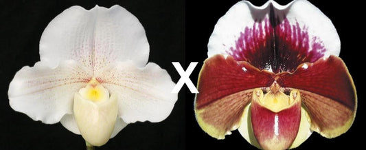 Paphiopedilum Lunacy 'Autumn Light' AM/AOS x Amandahill 'Muir Woods' HCC