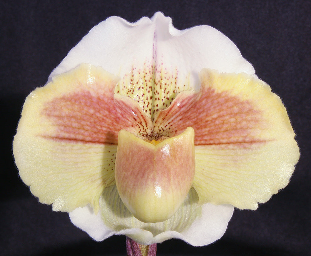 Paphiopedilum Magic Glacier 'Moon Maiden' HCC/AOS