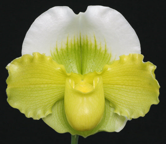 Paphiopedilum Magic Meadow