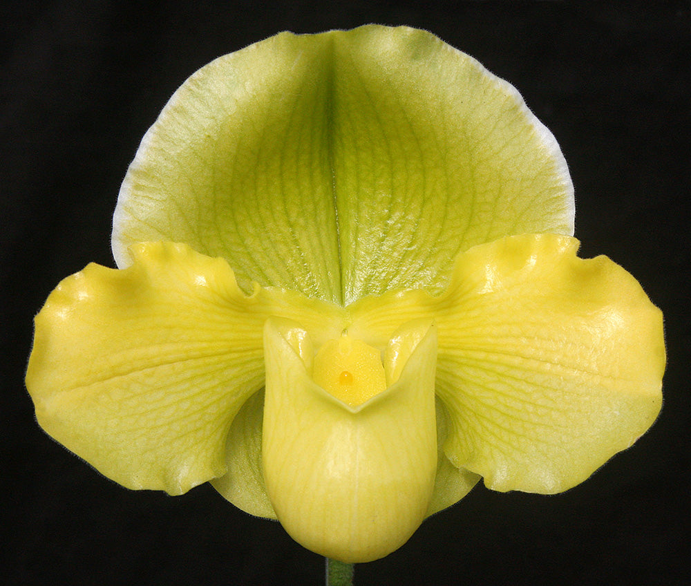 Paphiopedilum Magic Mood 'Royal Sunshine' HCC/AOS x Stone Lovely 'Lucky Pick'